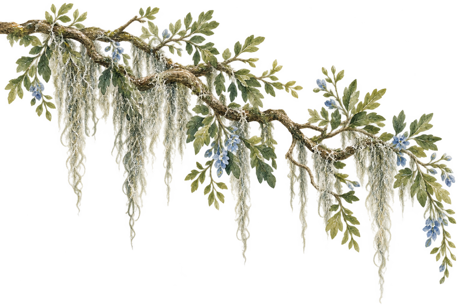 Watercolor live oak with Spanish moss